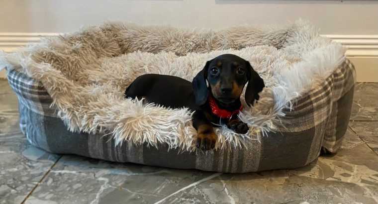 Beautiful mini Dachshunds puppies ðŸ¾ðŸ¾