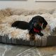 Beautiful mini Dachshunds puppies ðŸ¾ðŸ¾