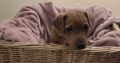 Jack russell pups