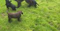 Cocker spaniel puppies for sale
