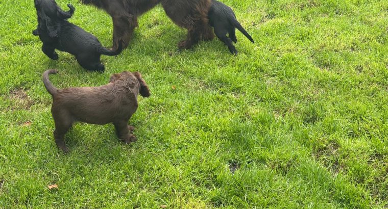 Cocker spaniel puppies for sale