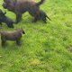 Cocker spaniel puppies for sale