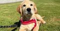 Rehoming: Beautiful, Gentle 11-Week-Old IKC Golden Retriever