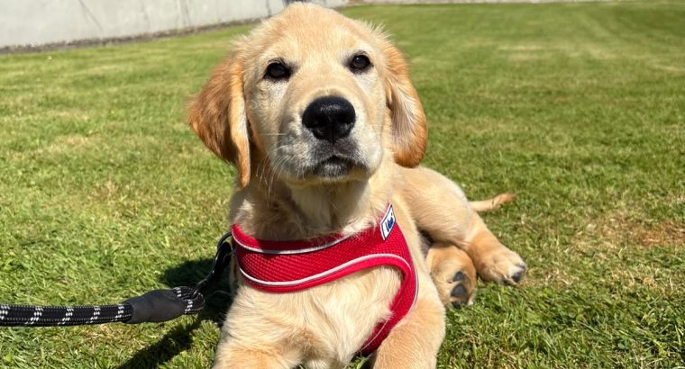 Rehoming: Beautiful, Gentle 11-Week-Old IKC Golden Retriever