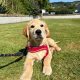 Rehoming: Beautiful, Gentle 11-Week-Old IKC Golden Retriever