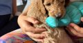 Gorgeous Standard Poodle Pubs