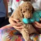 Gorgeous Standard Poodle Pubs