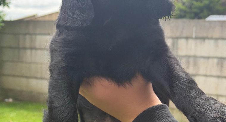 Cocker spaniel puppies for sale