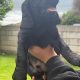 Cocker spaniel puppies for sale