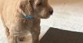 Gorgeous Standard Poodle Pubs
