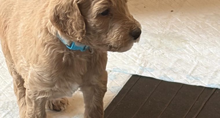 Gorgeous Standard Poodle Pubs