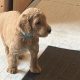 Gorgeous Standard Poodle Pubs