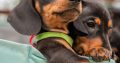 Kaninchen Dachshund