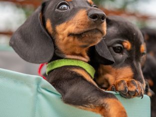 Kaninchen Dachshund