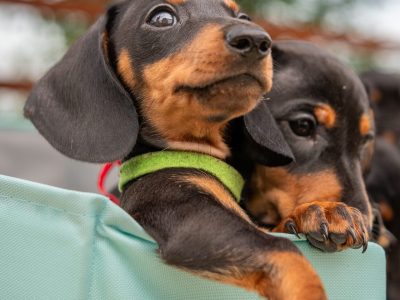 Kaninchen Dachshund