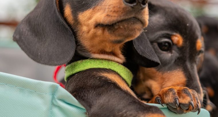 Kaninchen Dachshund