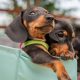 Kaninchen Dachshund