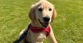 Rehoming: Beautiful, Gentle 11-Week-Old IKC Golden Retriever