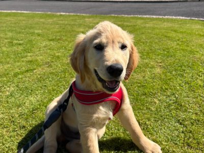 Beautiful IKC Golden Retriever