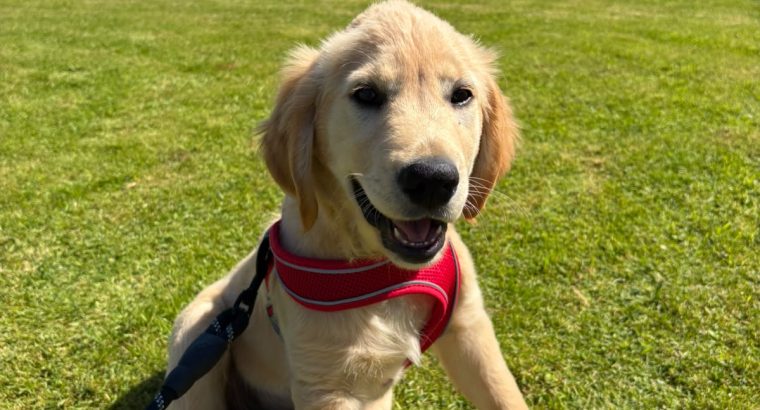 Rehoming: Beautiful, Gentle 11-Week-Old IKC Golden Retriever