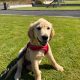 Rehoming: Beautiful, Gentle 11-Week-Old IKC Golden Retriever
