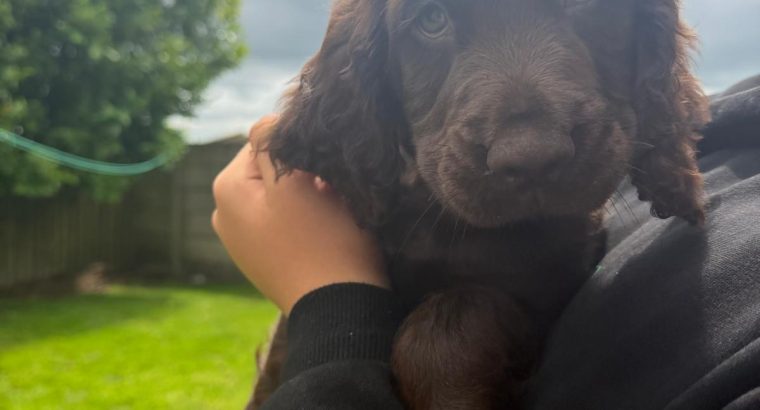 Cocker spaniel puppies for sale