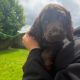 Cocker spaniel puppies for sale