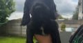 Cocker spaniel puppies for sale