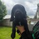 Cocker spaniel puppies for sale