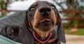 Kaninchen Dachshund