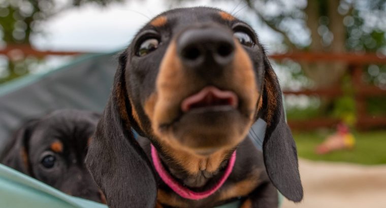 Kaninchen Dachshund