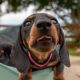 Kaninchen Dachshund
