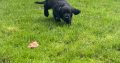 Cocker spaniel puppies for sale