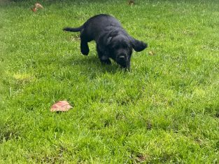 Cocker spaniel puppies for sale