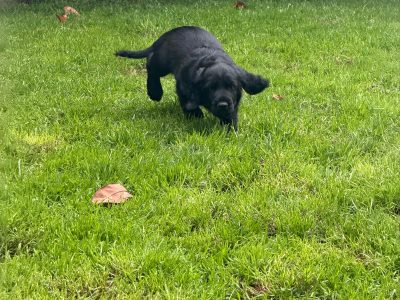 Cocker spaniel puppies for sale