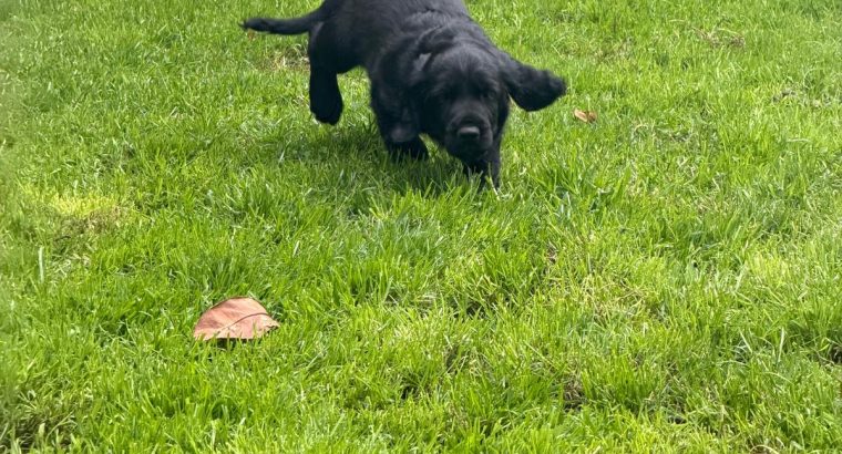 Cocker spaniel puppies for sale