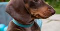 Kaninchen Dachshund
