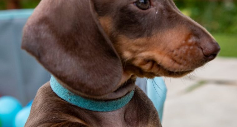 Kaninchen Dachshund