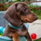 Kaninchen Dachshund