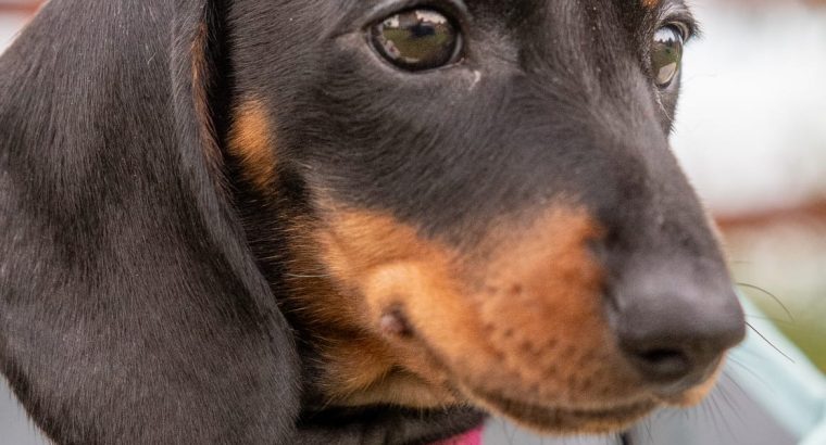 Kaninchen Dachshund