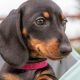 Kaninchen Dachshund