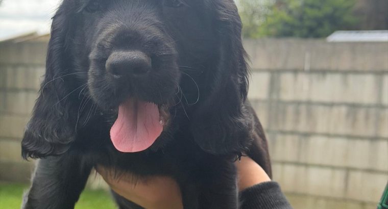 Cocker spaniel puppies for sale