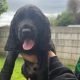 Cocker spaniel puppies for sale