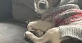 Miniture Jack Russell