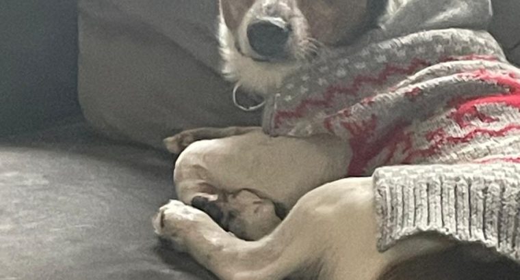 Miniture Jack Russell