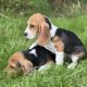 ðŸ¾ðŸ¶Foot Beagle PupsðŸ¶ðŸ¾
