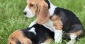 ðŸ¾ðŸ¶Foot Beagle PupsðŸ¶ðŸ¾