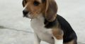 ðŸ¾ðŸ¶Foot Beagle PupsðŸ¶ðŸ¾
