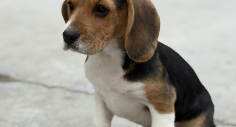 ðŸ¾ðŸ¶Foot Beagle PupsðŸ¶ðŸ¾