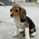 ðŸ¾ðŸ¶Foot Beagle PupsðŸ¶ðŸ¾